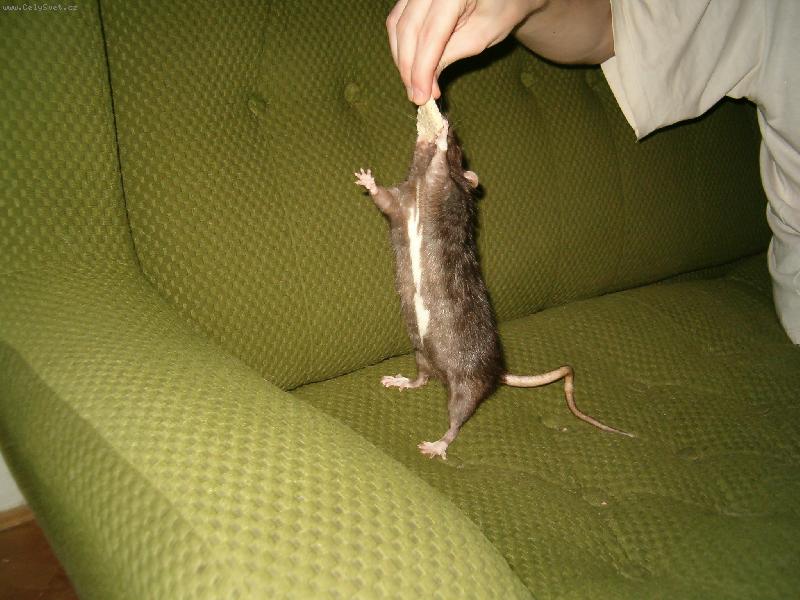 Foto: N� Satan-Dej to sem !