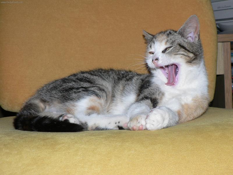 Foto: To jsem se ale prospala!-Middlesbrough na sv�m obl�ben�m k�esle