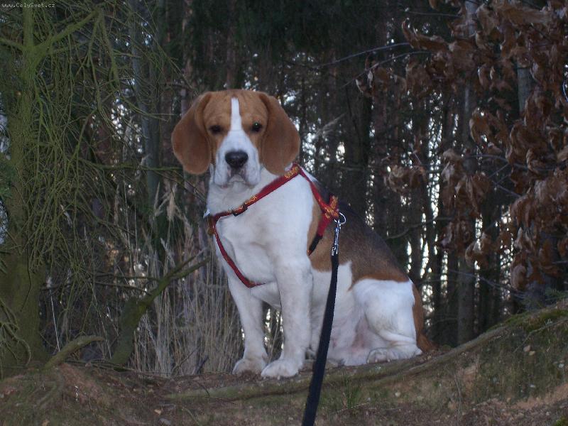 Foto: Tady jsem p�nem j����