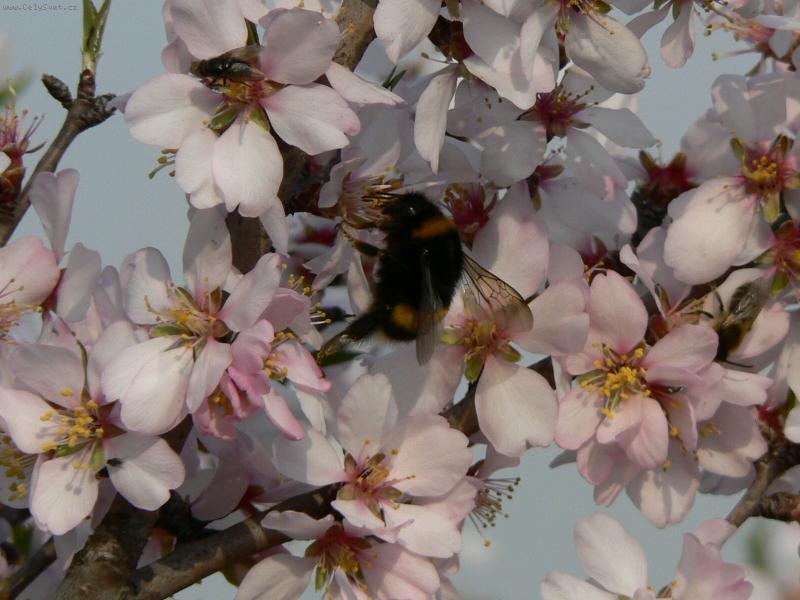 Foto: Brundib�r na mandloni