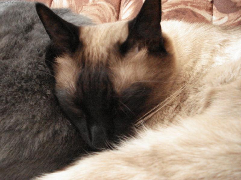 Foto: mike�kovi sladk� sny