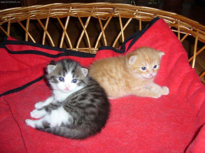 Foto: m�s��n� kuli�ky-n� Chicco a Garfield