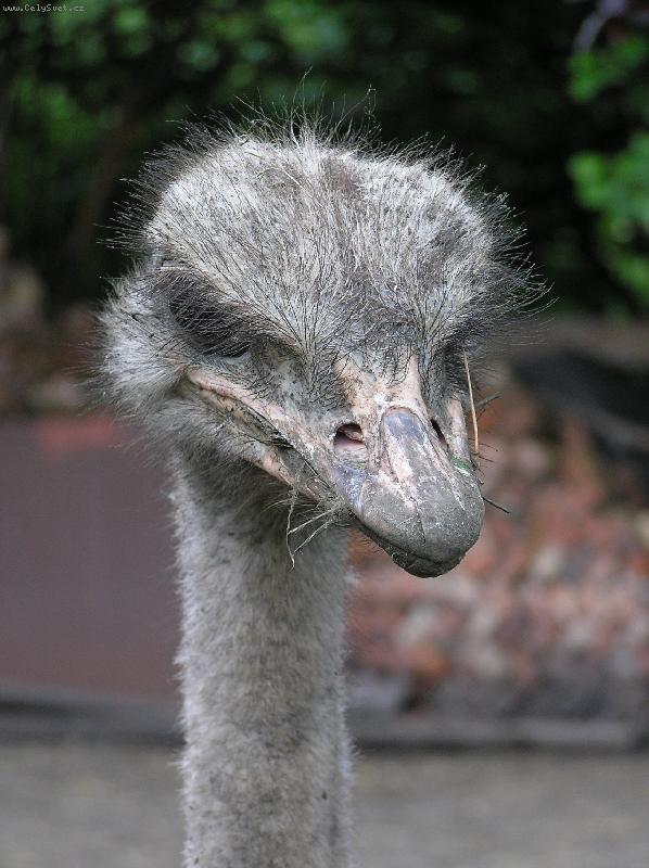 Foto: ...no nen� to p�tros?