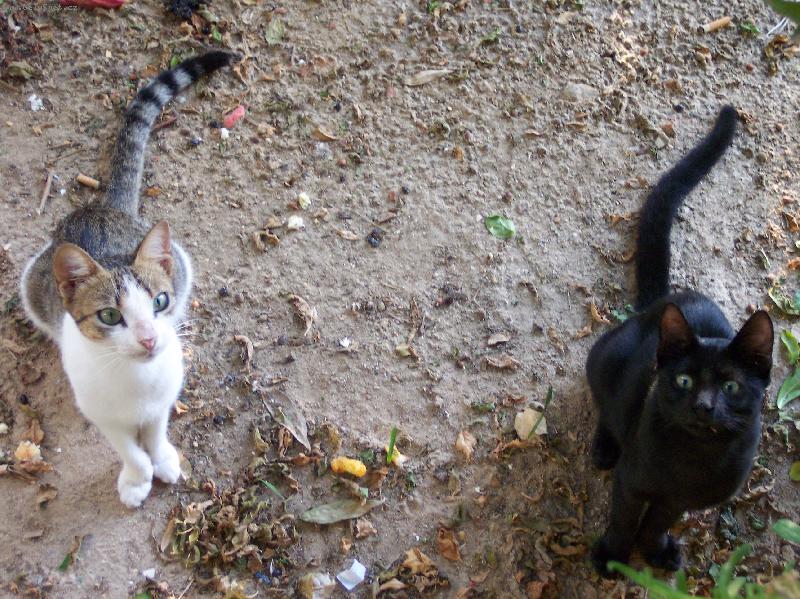 Foto: Cecina a Pant�k