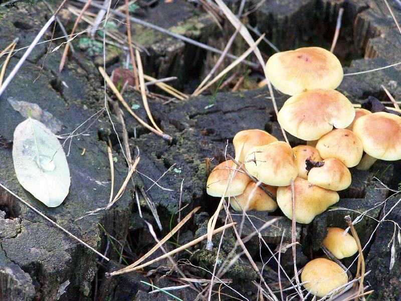 Foto: KAPI�KA �T�ST�