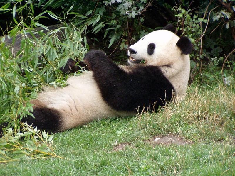 Foto: Panda velk�-m�am,m�am,m�am...
