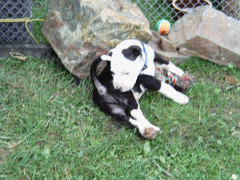 Foto: Fido