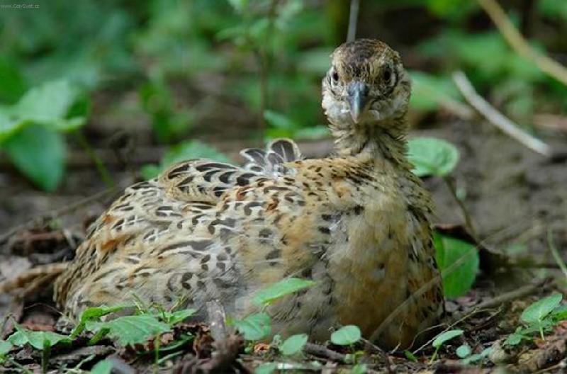 Foto: pan� ba�antov�