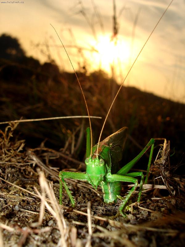 Foto: �ivot p�i z�padu