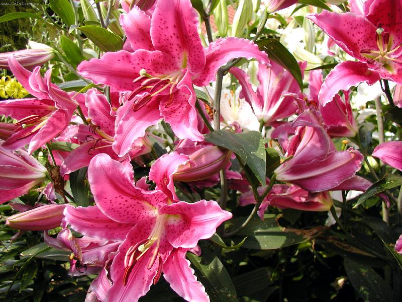 Foto: to je krasa