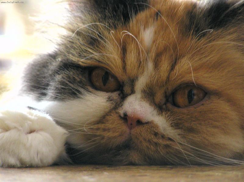 Foto: Beru�ka