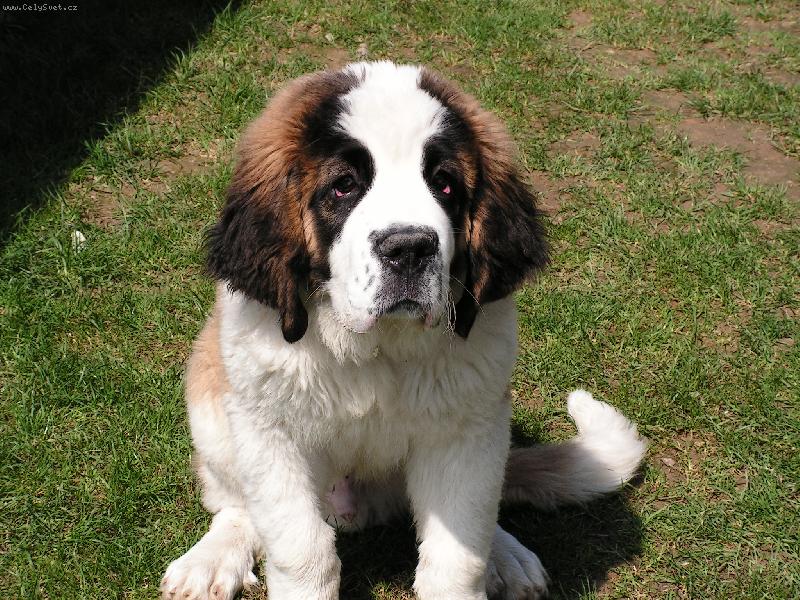 Foto: Fido