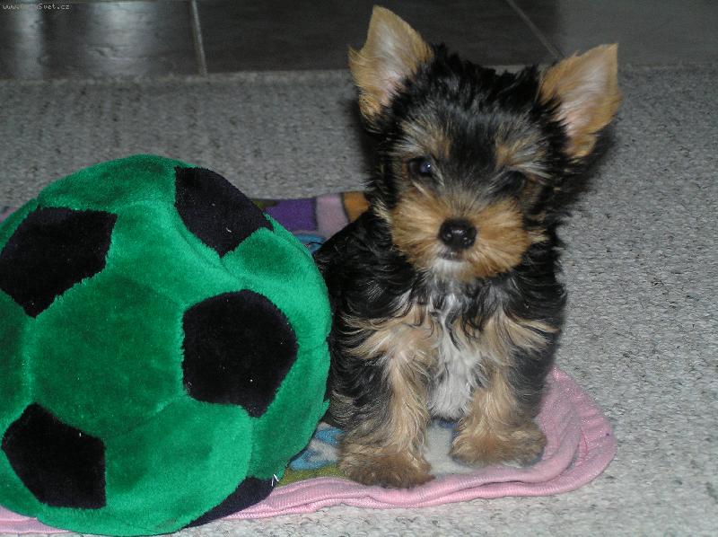 Foto: Fotbalista