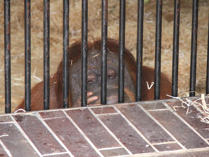 Foto: zv��ata-p�kn� pros�m,smutn� kouk�m