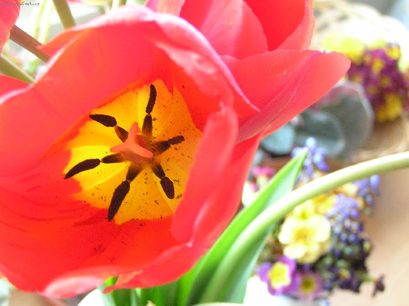 Foto: Tulip�n