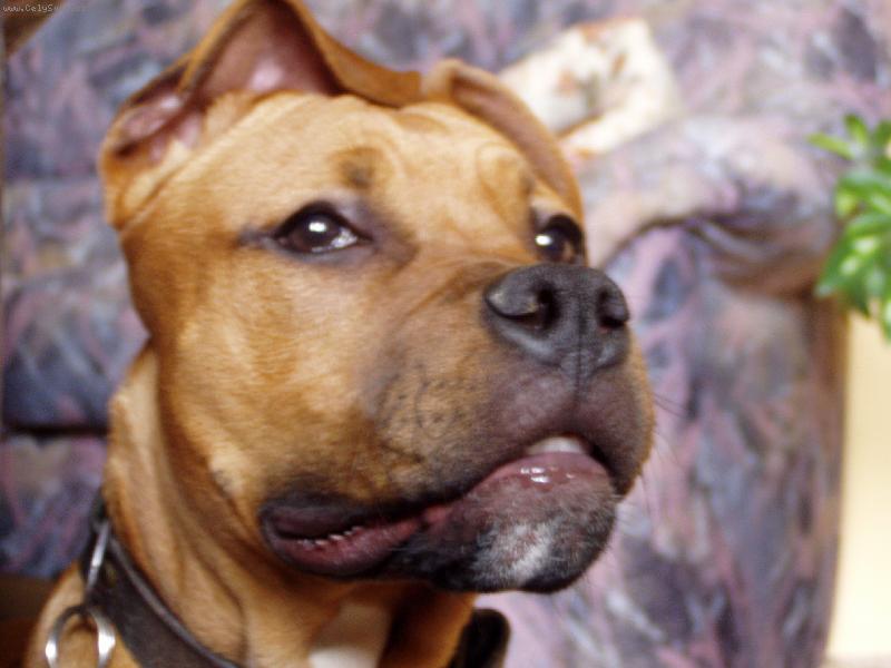 Foto: P�za-Rocky