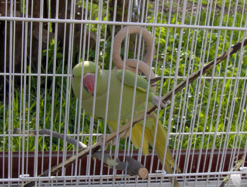 Foto: N� Hugo-Ro�n� Alexandr Mal�