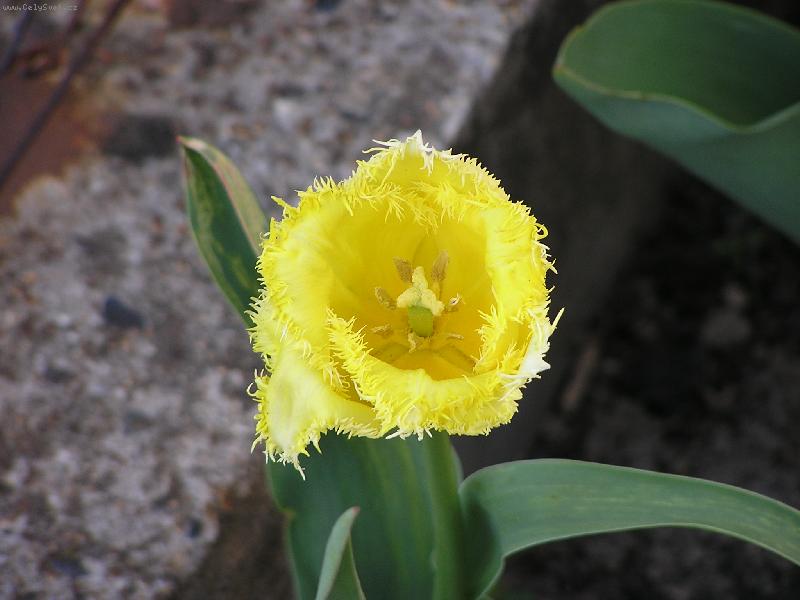 Foto: tulip�n