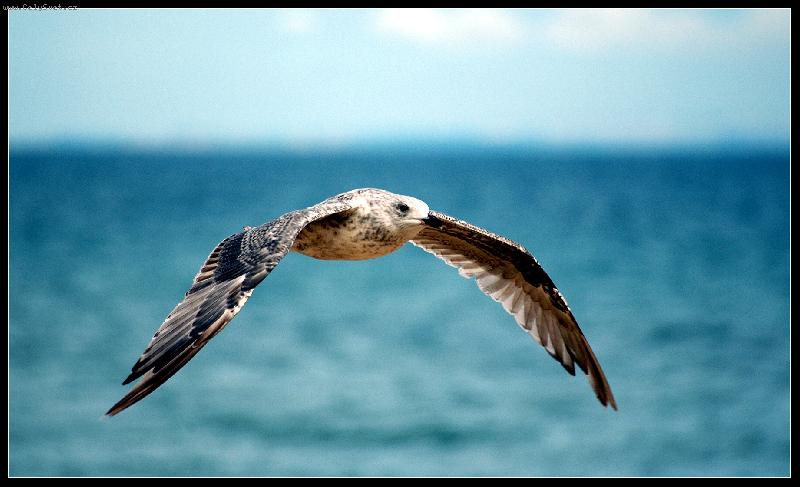 Foto: Racek stredomorsky