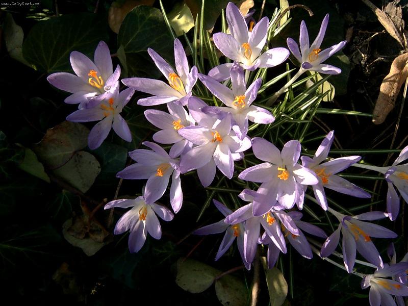 Foto: Kone�n� jaro-Krokusky