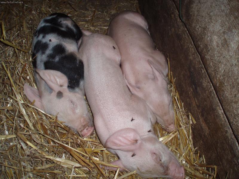 Foto: prase�� br�kov�