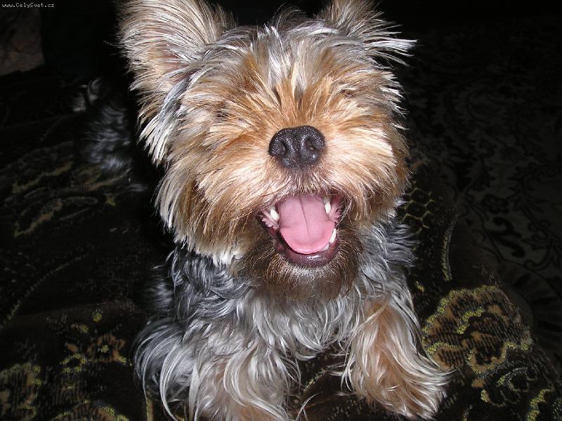 Foto: ha ha
