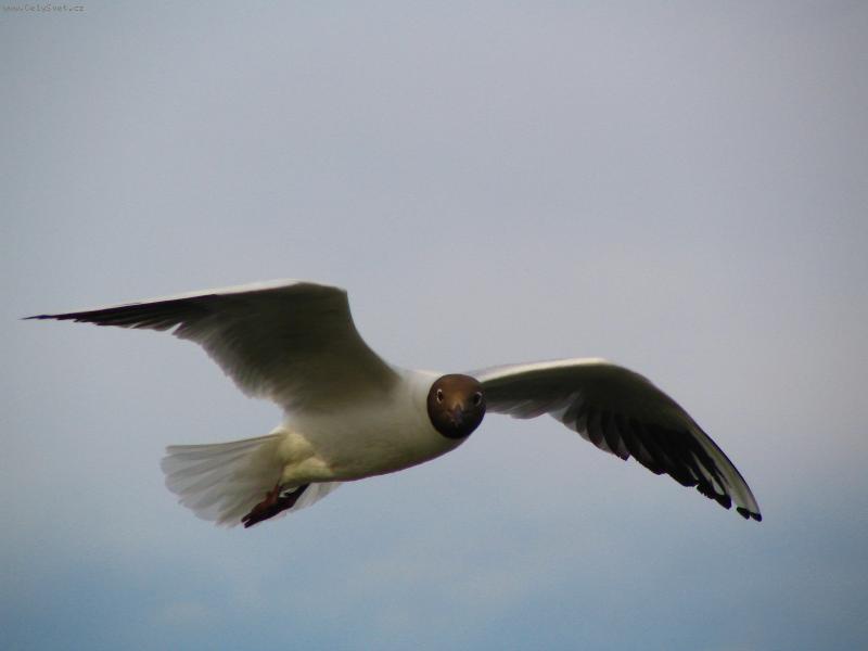 Foto: Chachacha...-... vid�m v�s ...