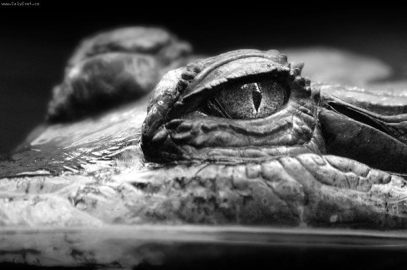 Foto: Tv��� v tv�� smrti