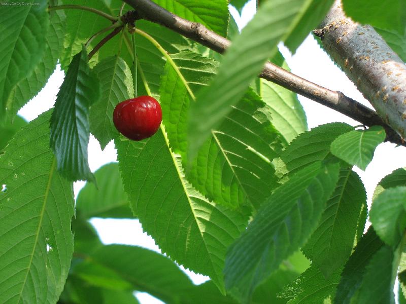 Foto: T�e�ni�ka