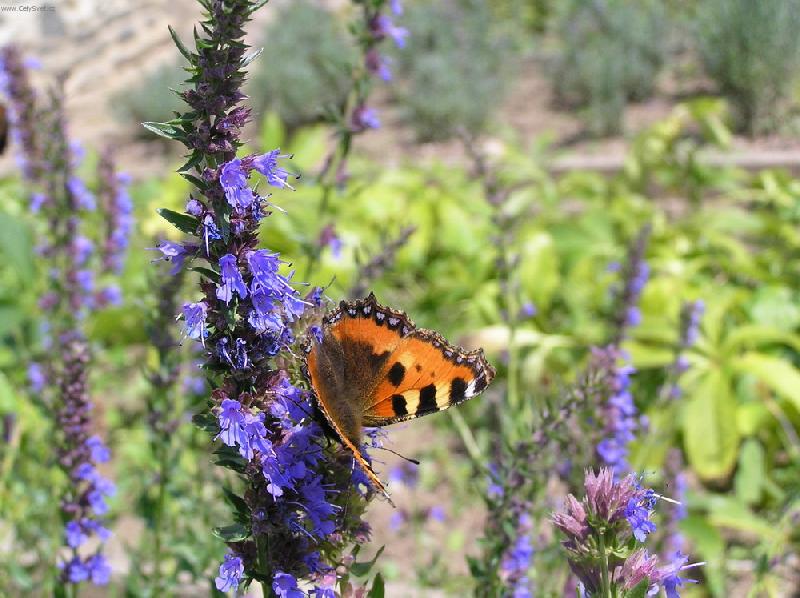 Foto: Babo�ka kop�ivov�