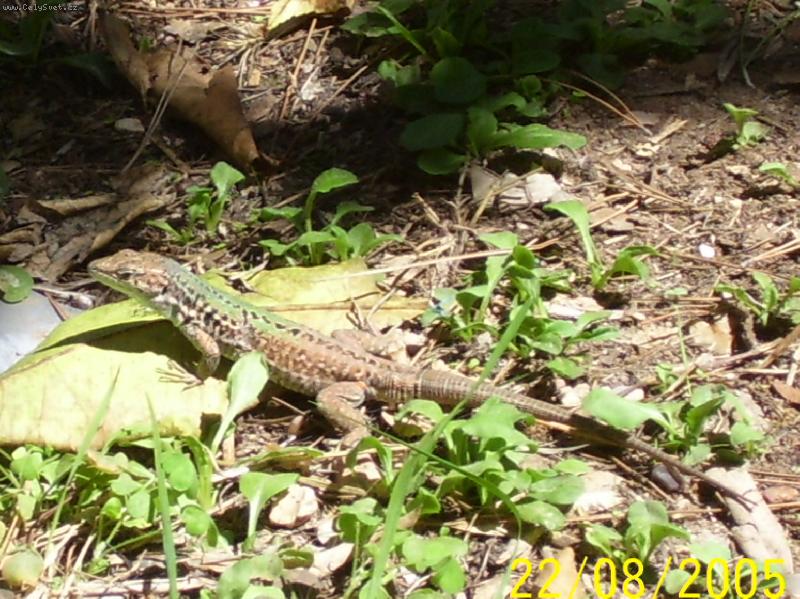 Foto: je�t�rka-CHv�le nap�t�