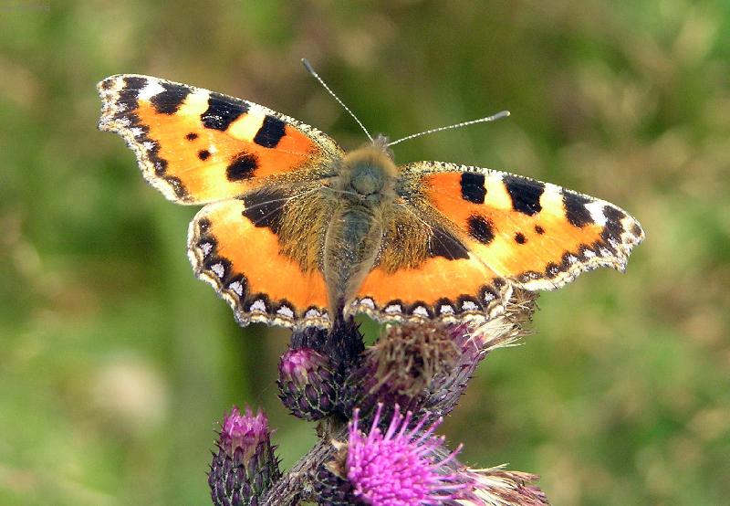 Foto: Babo�ka kop�ivov�