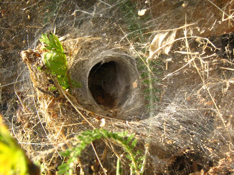 Foto: Pavou�� ��ra