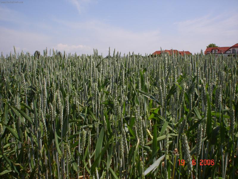 Foto: p�eni�n� pole