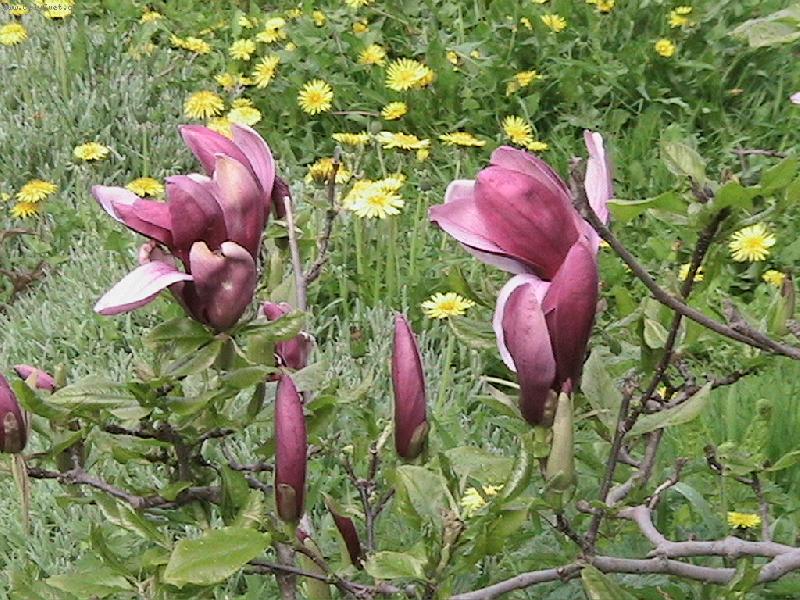 Foto: Kv�ty magnolie