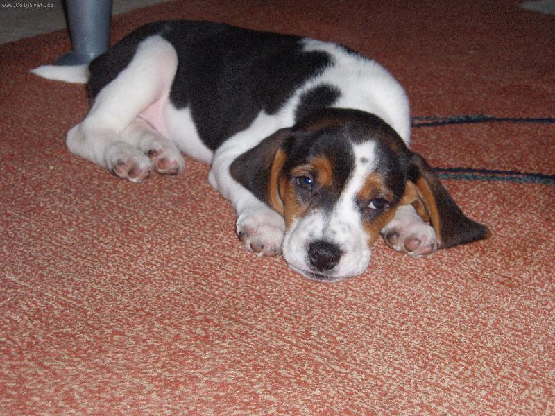 Foto: Archie...