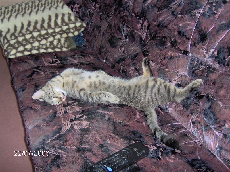 Foto: Cip�sek-Cip�sek