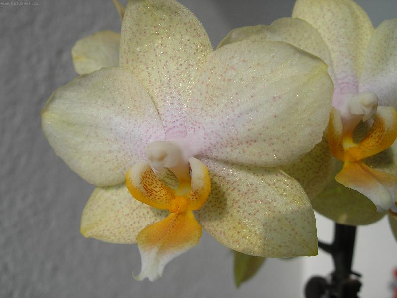 Foto: kv�t Orchideje-detail kv�tu