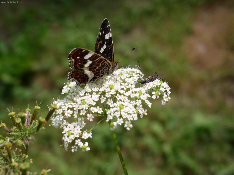 Foto: zn�soben� kr�sa