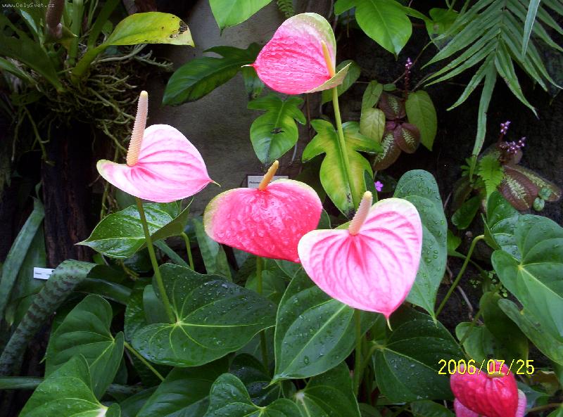 Foto: R��ov� elegance-Botanick� zahrada