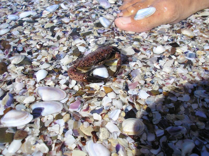 Foto: Krab�k-Na proch�zce