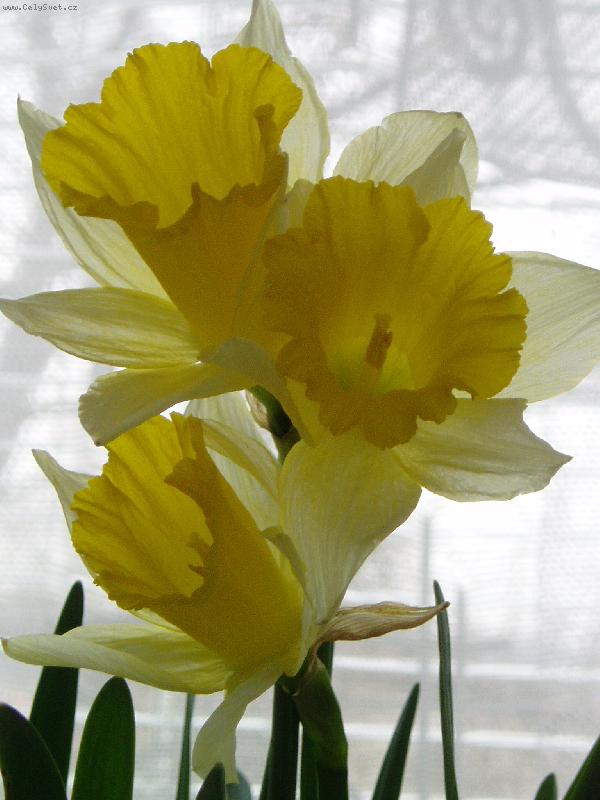 Foto: dekorace o velikonoc�ch