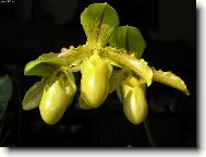 Troj�ata