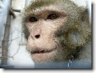 kr�sn� �sm�v