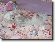 Bi�onek Amynka