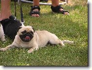 Mops�k