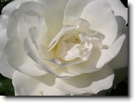 b�l�