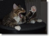 "Plat�m!!!"