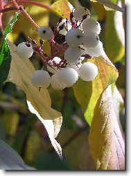 Podzimn� plody