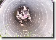 Doga v "tunelu"